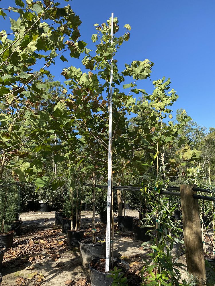 platanus-occidentalis-grabrata-american-sycamore-texas-sycamore