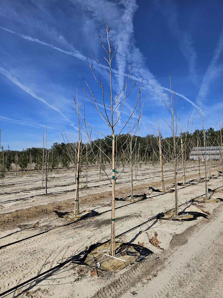 platanus-sycamore