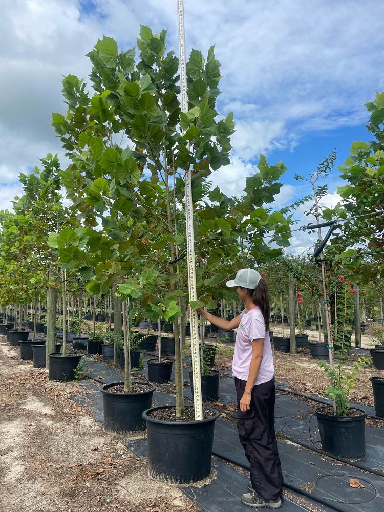 platanus-sycamore