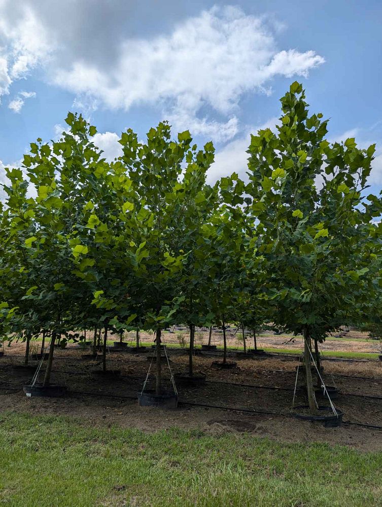 platanus-sycamore