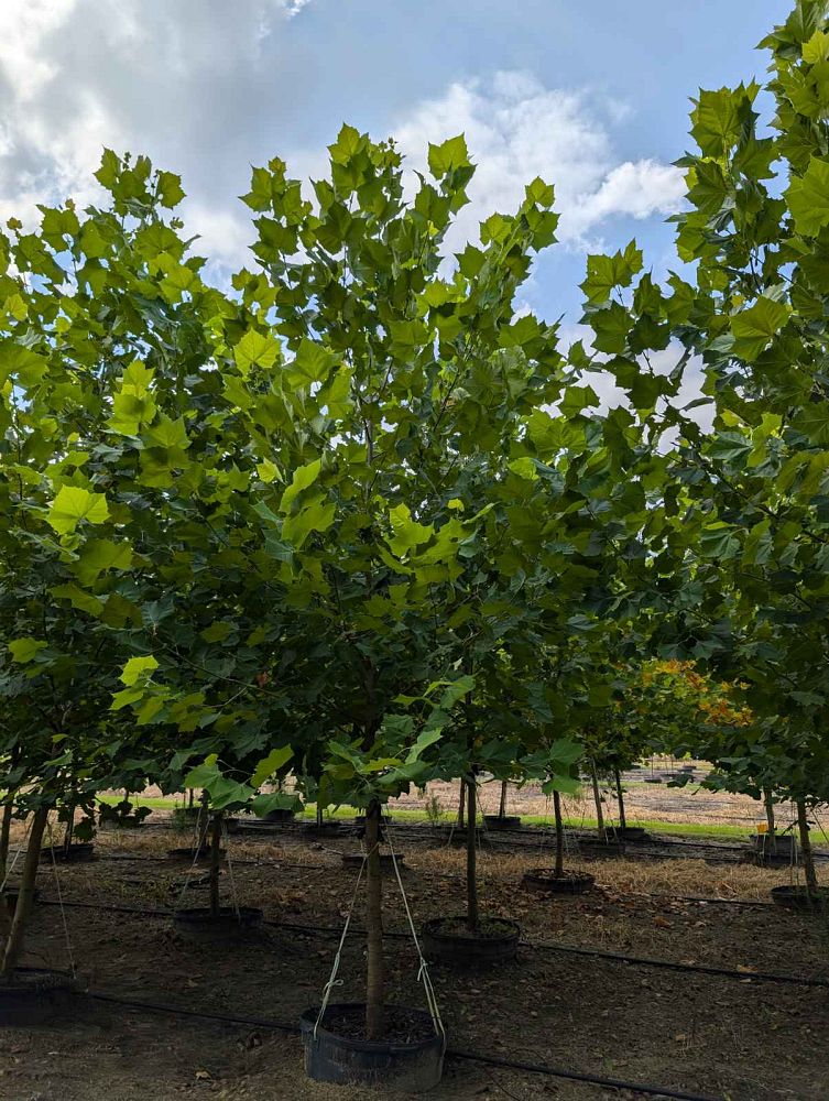 platanus-sycamore