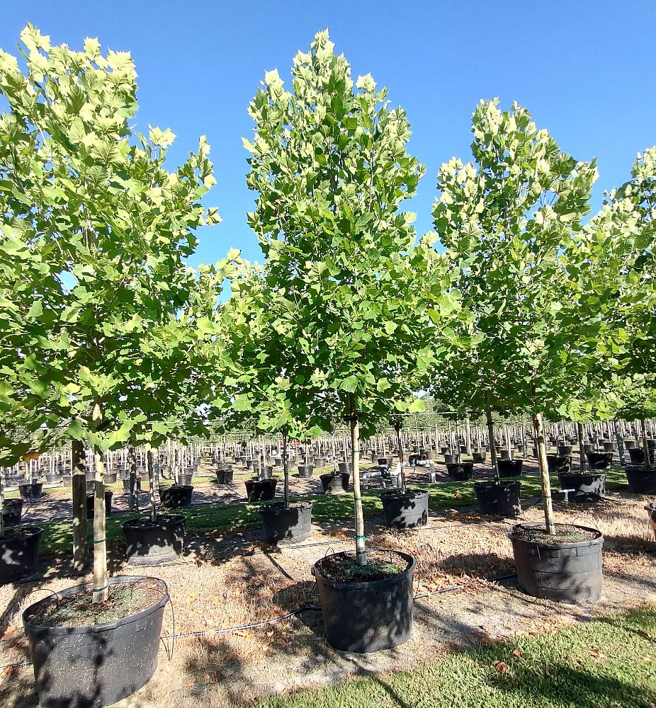 platanus-sycamore