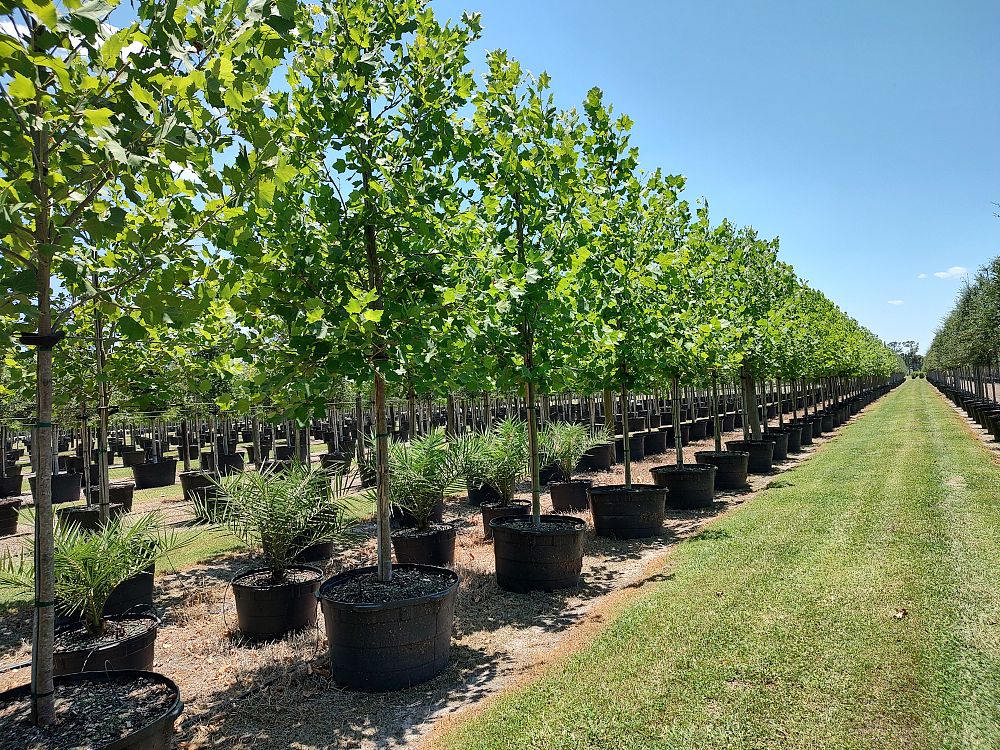 platanus-sycamore