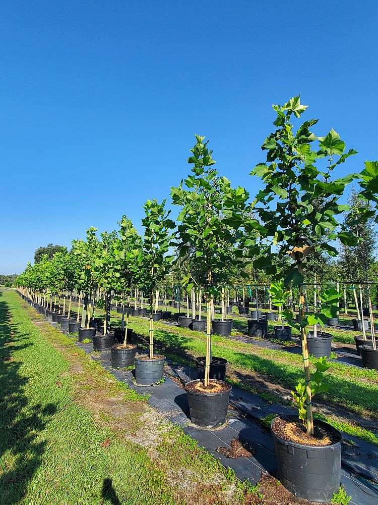 platanus-sycamore