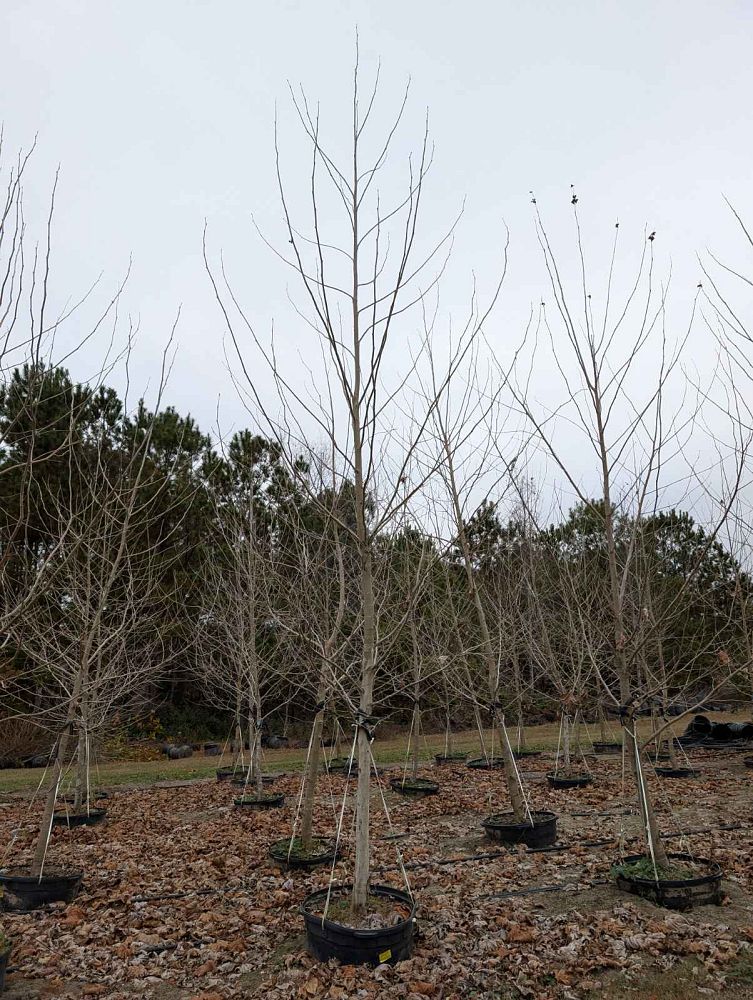 platanus-sycamore