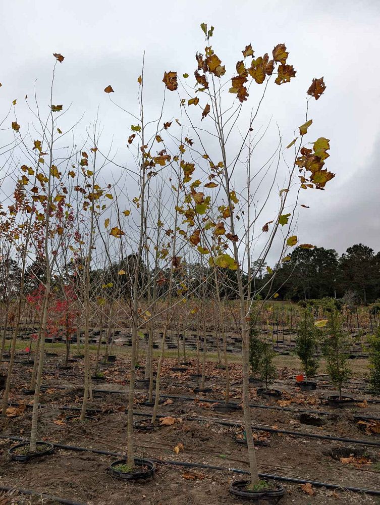 platanus-sycamore