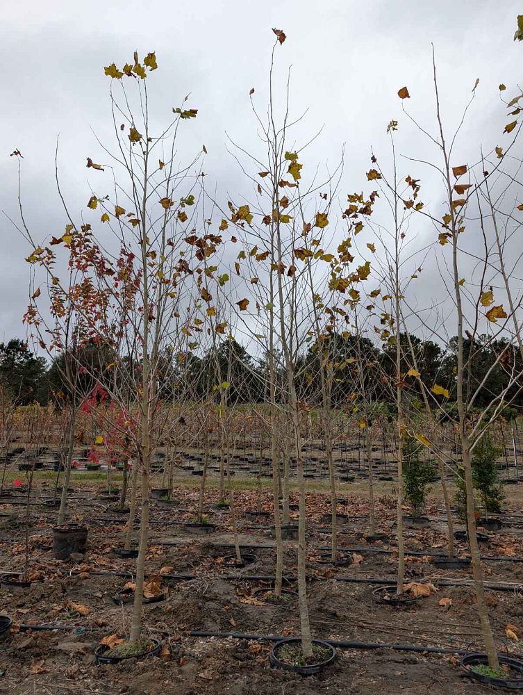 platanus-sycamore