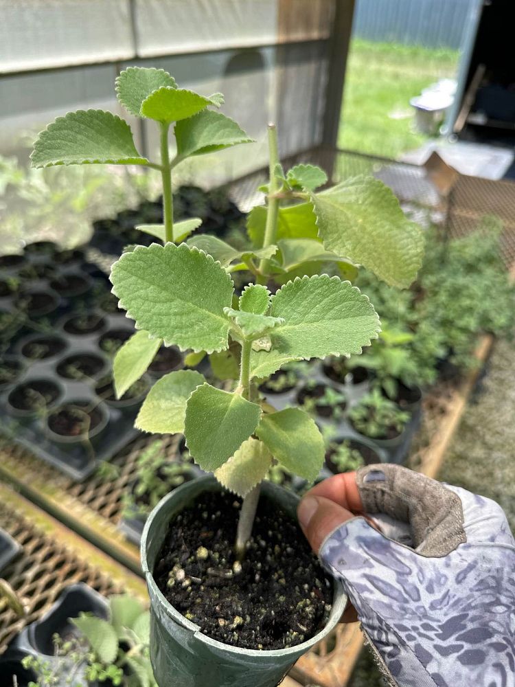 plectranthus-amboinicus-spanish-thyme-cuban-oregano