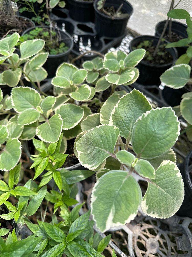 plectranthus-amboinicus-variegatus-spanish-thyme-cuban-oregano