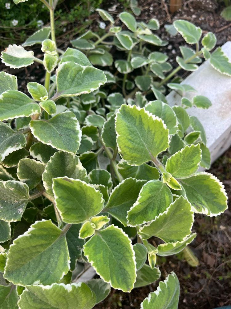 plectranthus-amboinicus-variegatus-spanish-thyme-cuban-oregano