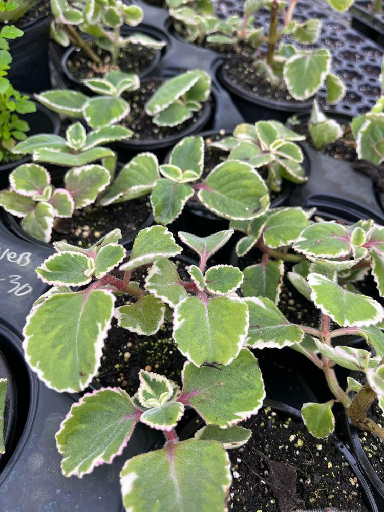 plectranthus-amboinicus-variegatus-spanish-thyme-cuban-oregano