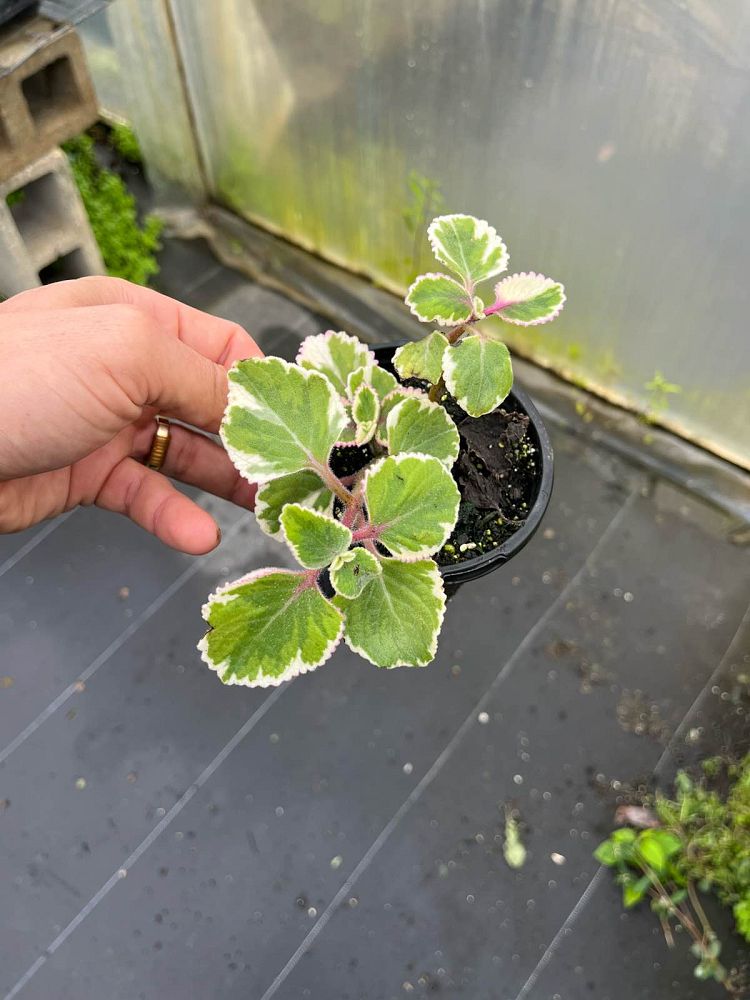 plectranthus-amboinicus-variegatus-spanish-thyme-cuban-oregano