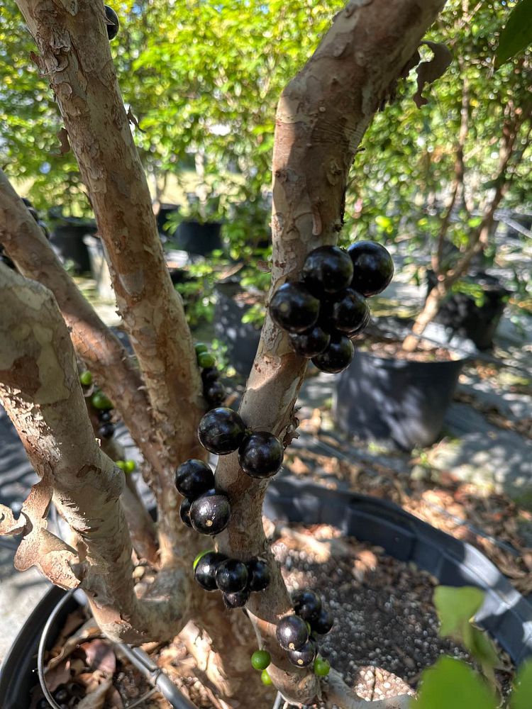 plinia-cauliflora-jaboticaba-myrciaria-cauliflora