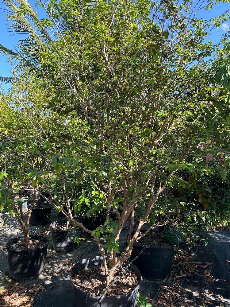 plinia-cauliflora-jaboticaba-myrciaria-cauliflora