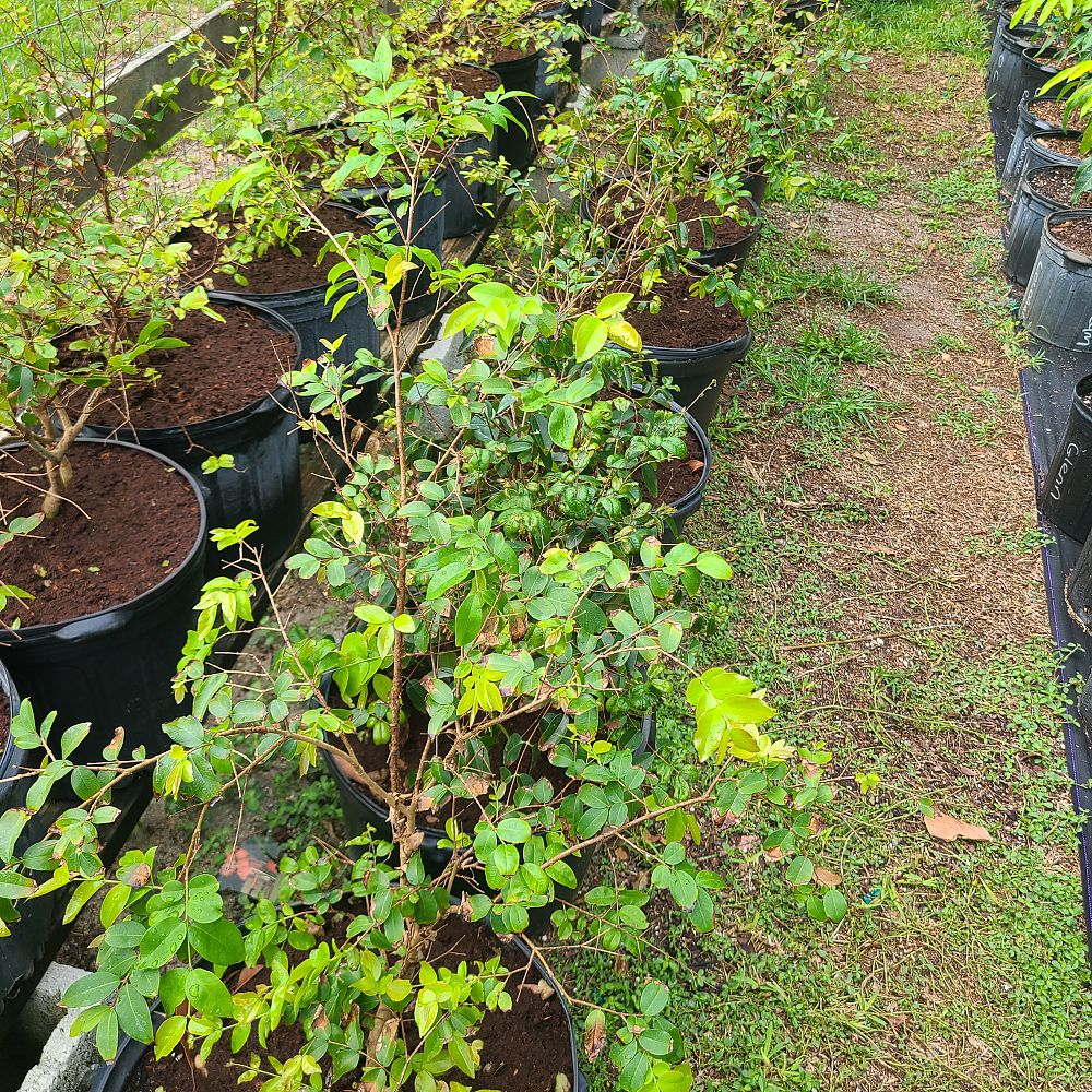 plinia-cauliflora-sabara-brazilian-grape-tree-jaboticaba-myrciaria-cauliflora