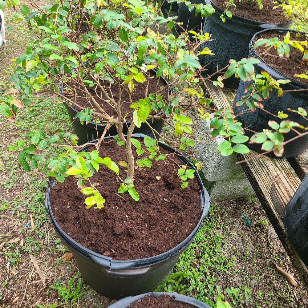 plinia-cauliflora-sabara-brazilian-grape-tree-jaboticaba-myrciaria-cauliflora