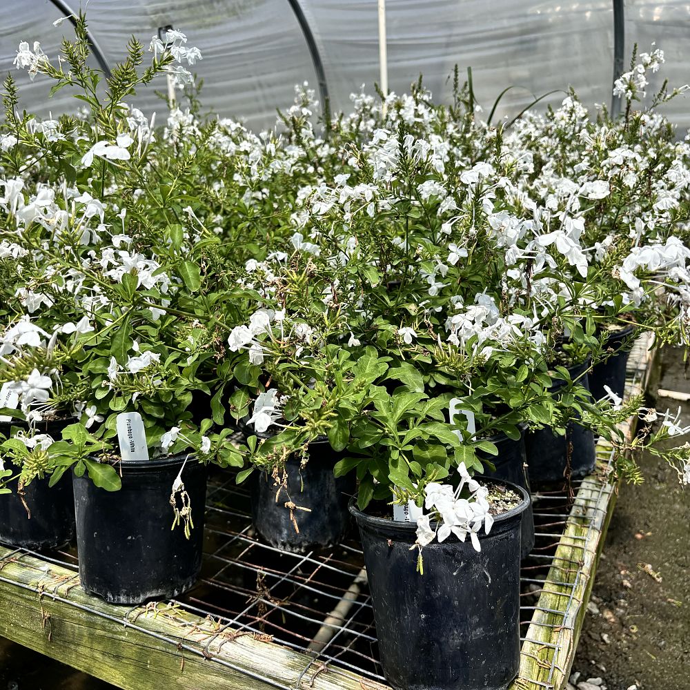 plumbago-auriculata-alba-cape-leadwort-white