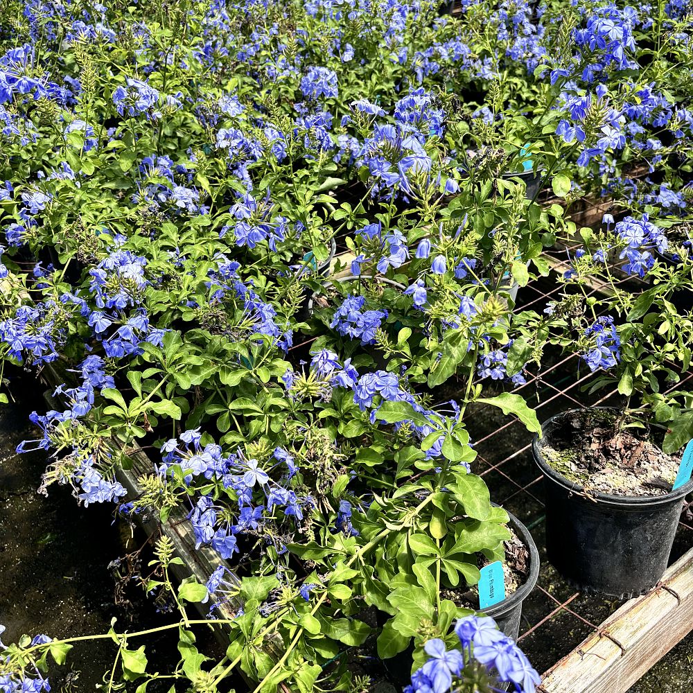 plumbago-auriculata-dwarf-blue-cape-leadwort