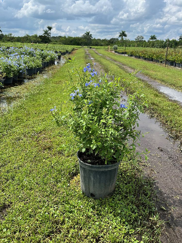 plumbago-auriculata-imperial-blue-cape-leadwort