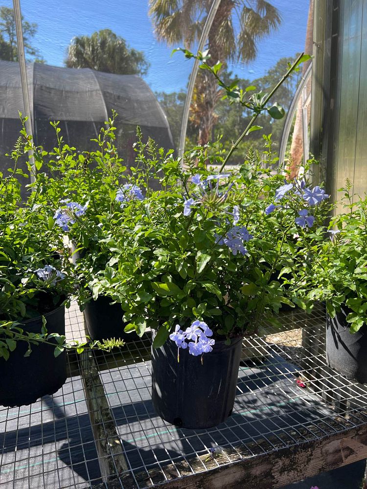 plumbago-auriculata-imperial-blue-cape-leadwort