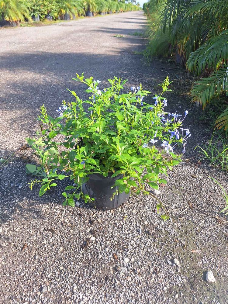 plumbago-auriculata-imperial-blue-cape-leadwort