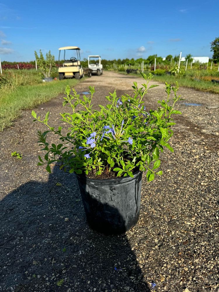 plumbago-auriculata-imperial-blue-cape-leadwort