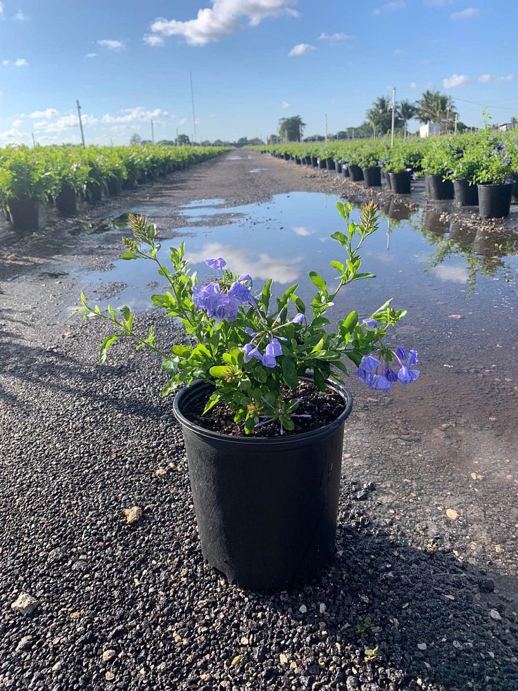 plumbago-auriculata-imperial-blue-cape-leadwort