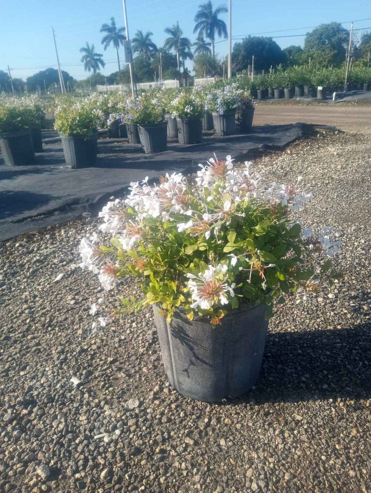 plumbago-auriculata-imperial-white-cape-leadwort