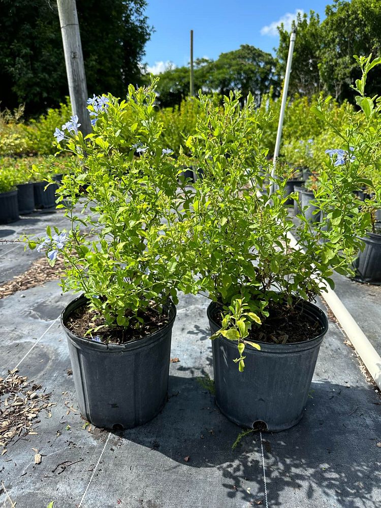 plumbago-auriculata-leadwort