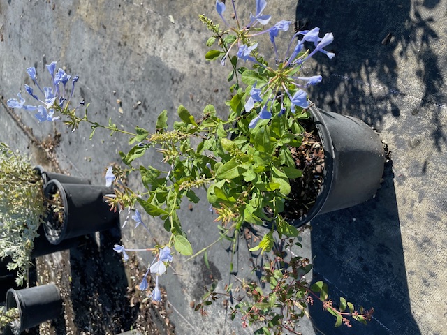 plumbago-auriculata-leadwort