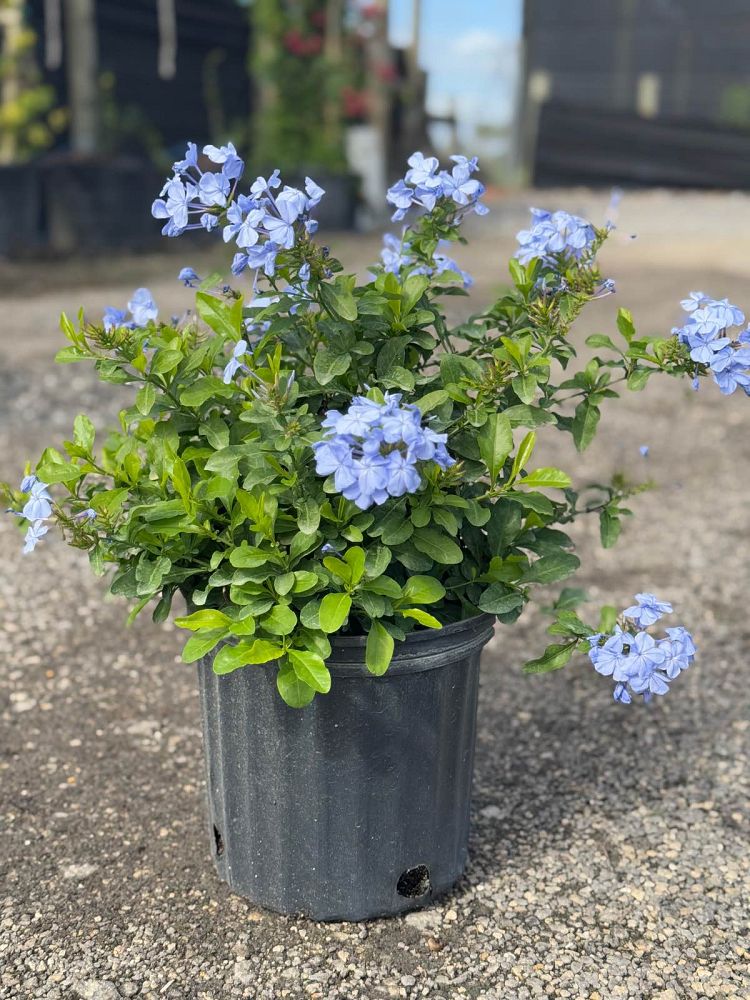 plumbago-auriculata-leadwort