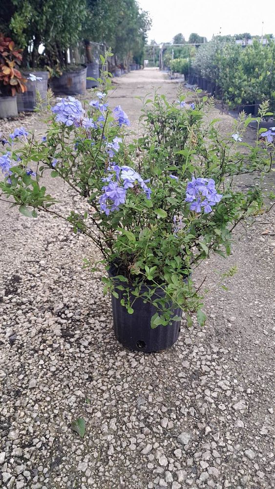 plumbago-auriculata-leadwort