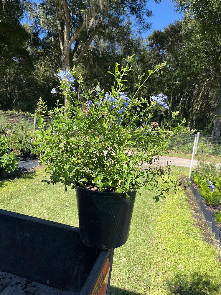 plumbago-leadwort