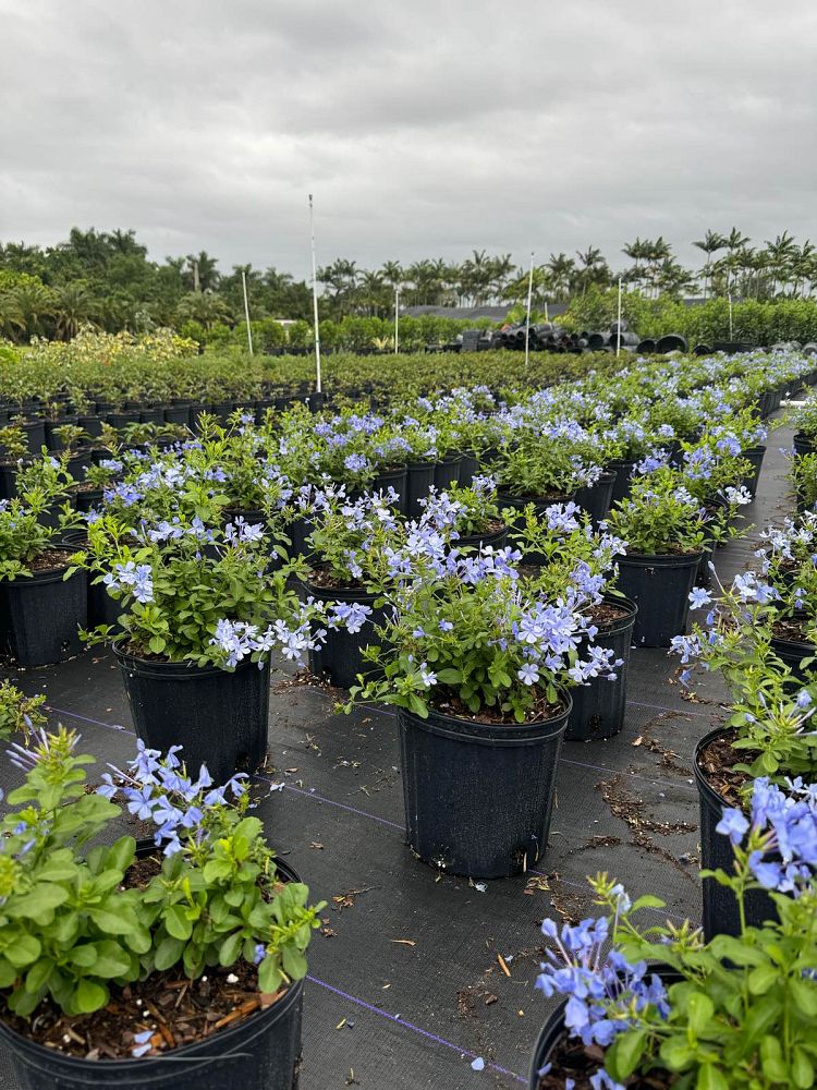 plumbago-leadwort