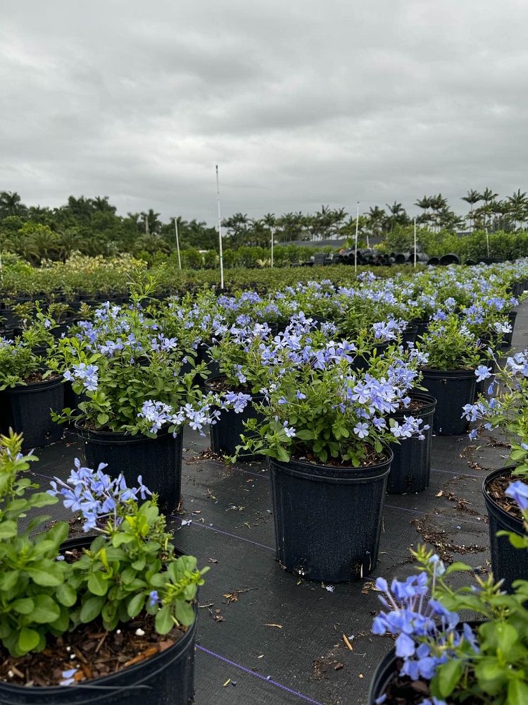 plumbago-leadwort