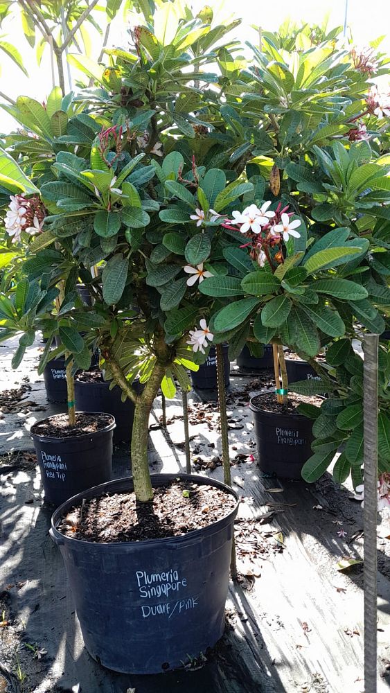 plumeria-obtusa-dwarf-singapore-pink-frangipani-dwarf-singapore-pink