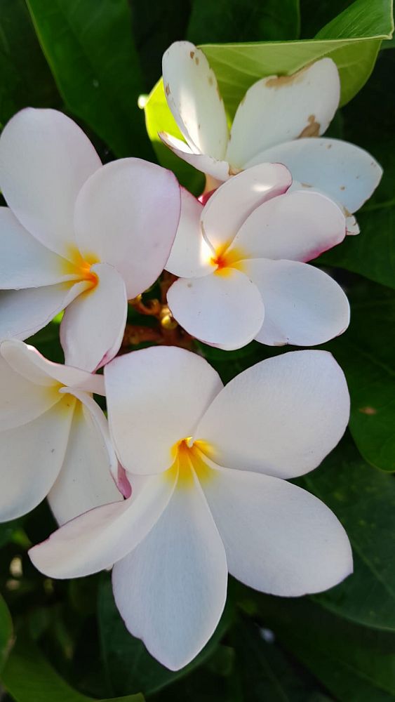 plumeria-obtusa-dwarf-singapore-pink-frangipani-dwarf-singapore-pink