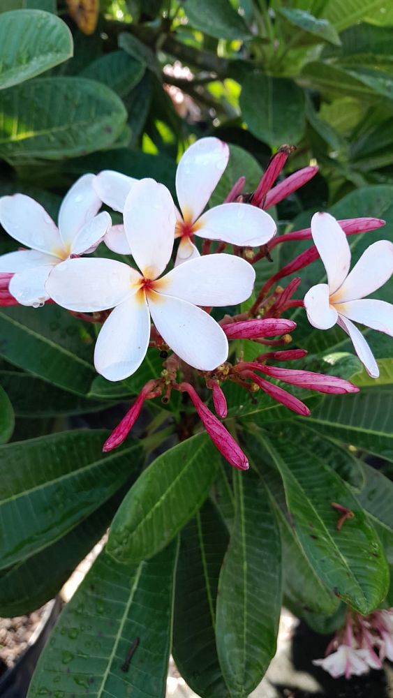 plumeria-obtusa-dwarf-singapore-pink-frangipani-dwarf-singapore-pink