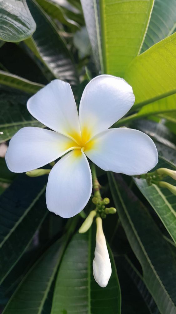 plumeria-obtusa-dwarf-singapore-white-frangipani-dwarf-singapore-white