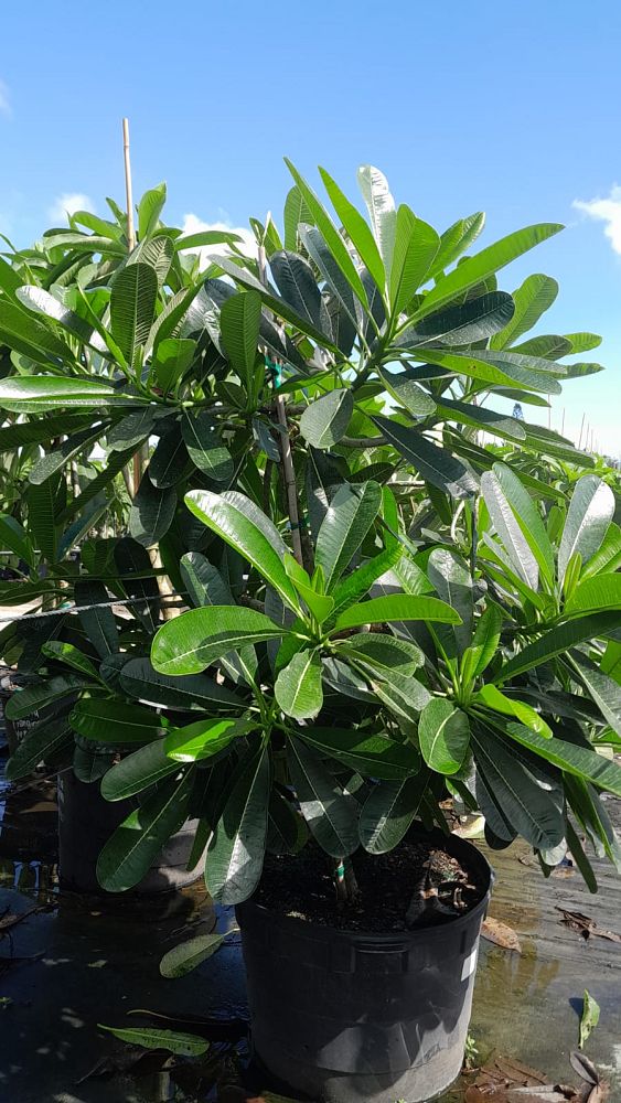 plumeria-obtusa-dwarf-singapore-white-frangipani-dwarf-singapore-white