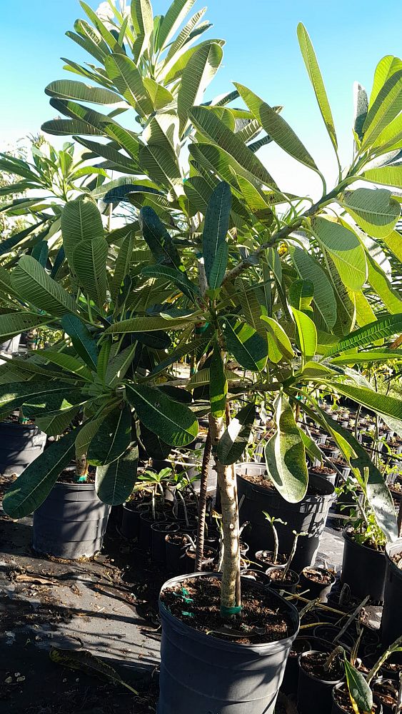 plumeria-obtusa-dwarf-singapore-white-frangipani-dwarf-singapore-white