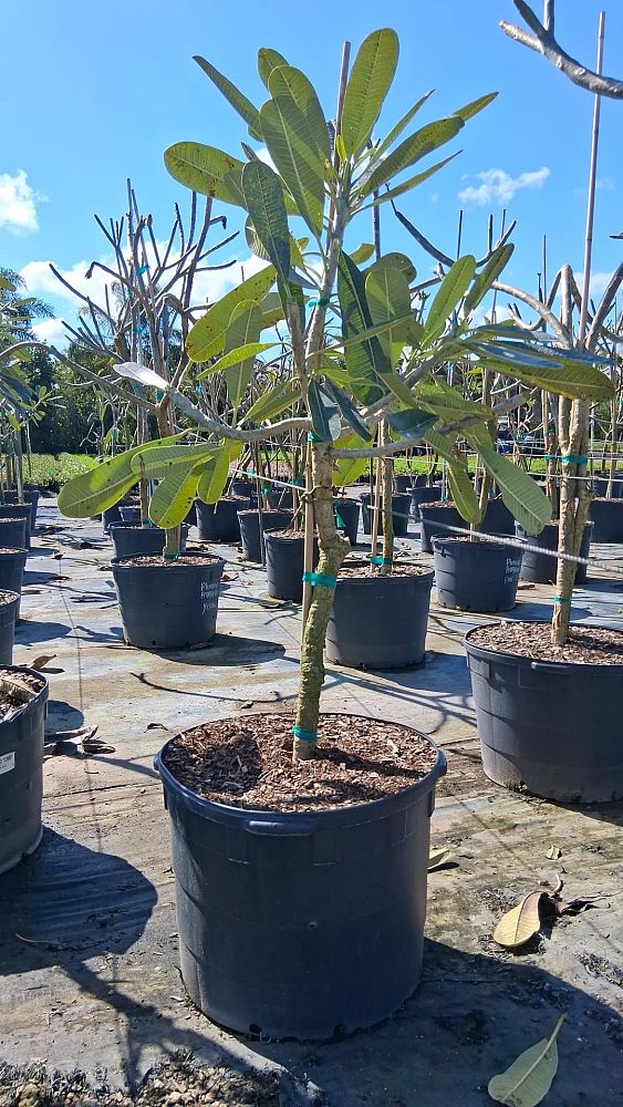 plumeria-obtusa-dwarf-singapore-white-frangipani-dwarf-singapore-white