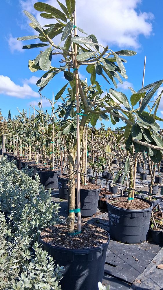 plumeria-obtusa-dwarf-singapore-white-frangipani-dwarf-singapore-white