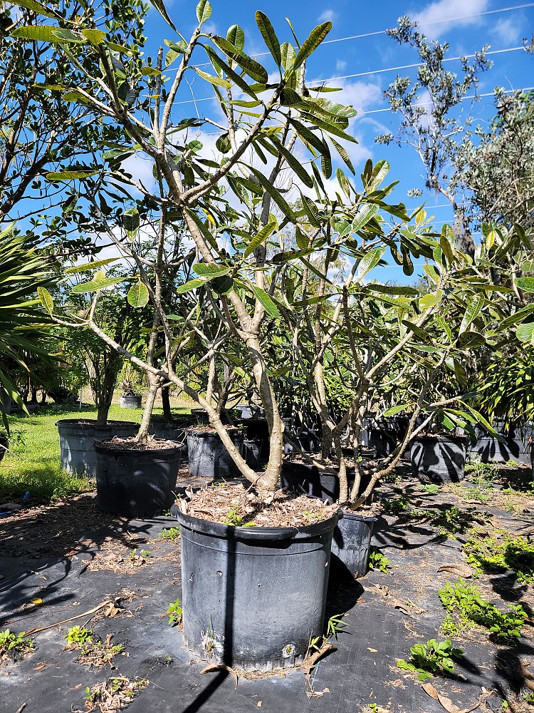 plumeria-obtusa-dwarf-singapore-white-frangipani-dwarf-singapore-white