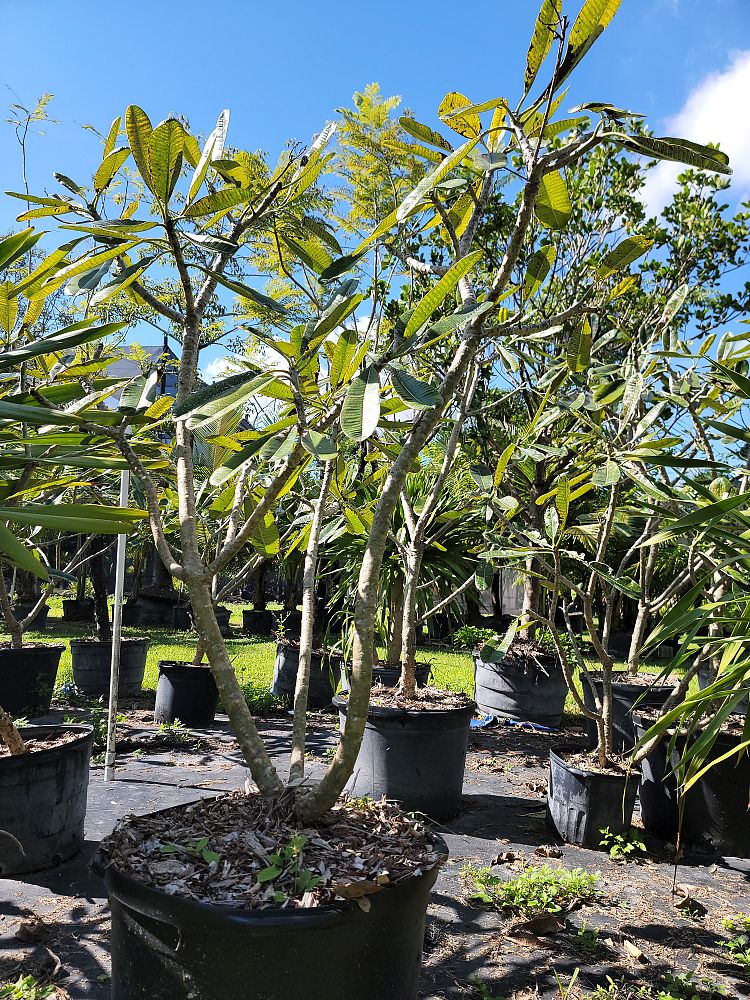 plumeria-obtusa-dwarf-singapore-white-frangipani-dwarf-singapore-white