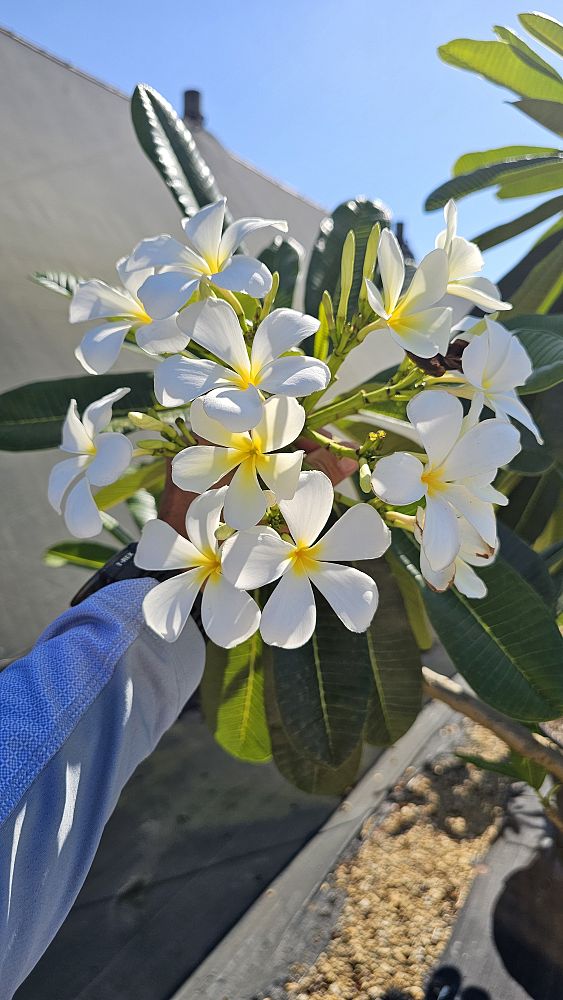 plumeria-obtusa-frangipani