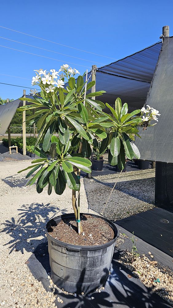 plumeria-obtusa-frangipani