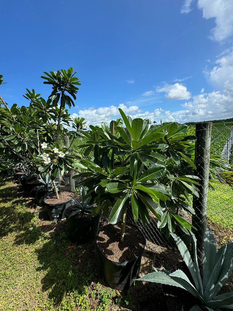 plumeria-obtusa-singapore-frangipani-singapore