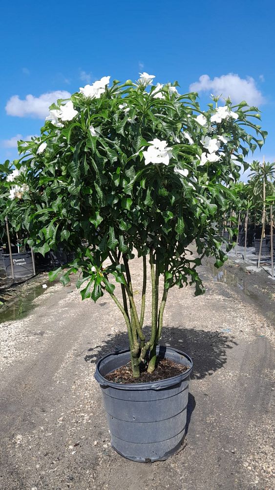 plumeria-pudica-bridal-bouquet-frangipani