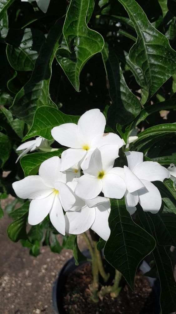 plumeria-pudica-bridal-bouquet-frangipani